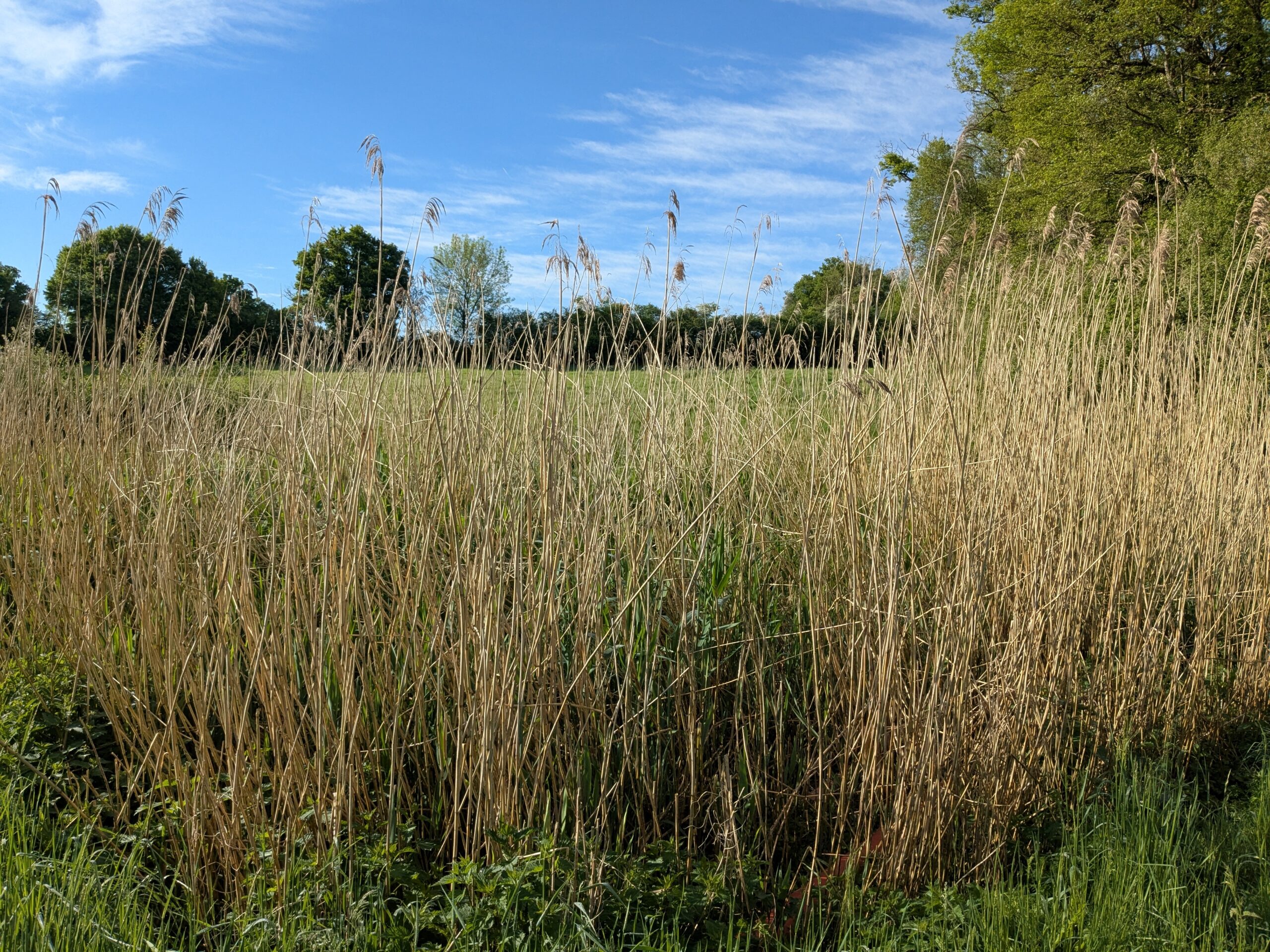 Réglementation : quelques réponses à des questions fréquentes 1 Bussiere Poitevine 6 scaled